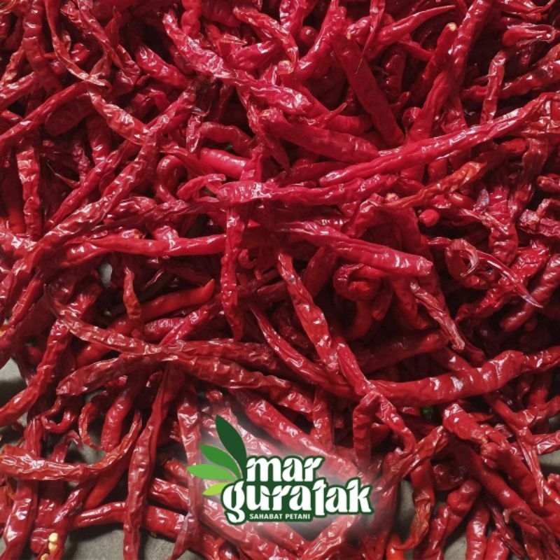 BIBIT CABE MERAH LOKAL BATU GARUT