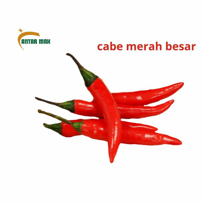 

Cabe merah Besar