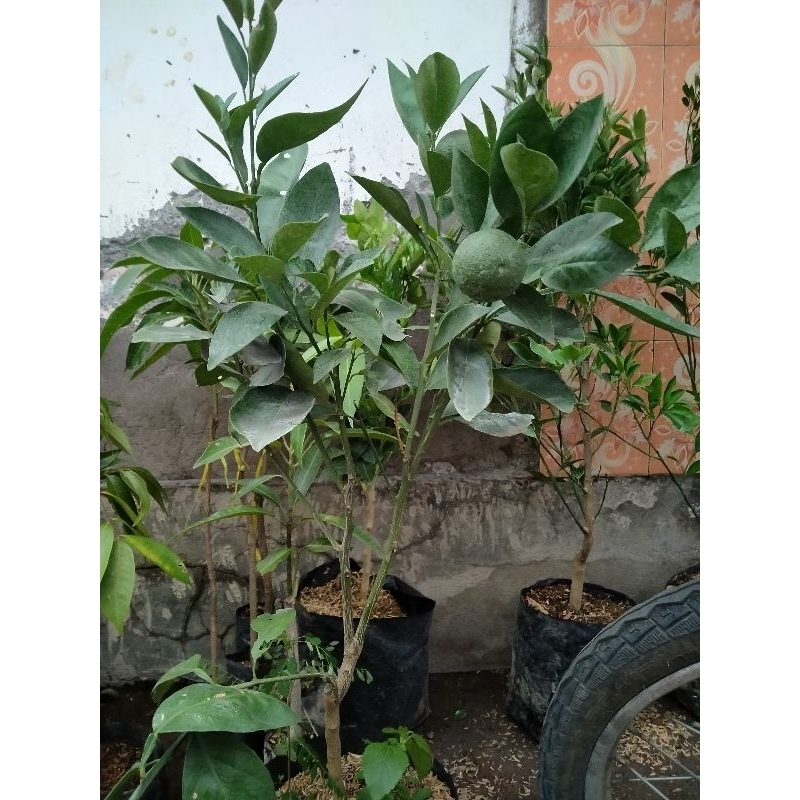 

JERUK SUNKIST VARIGATA
