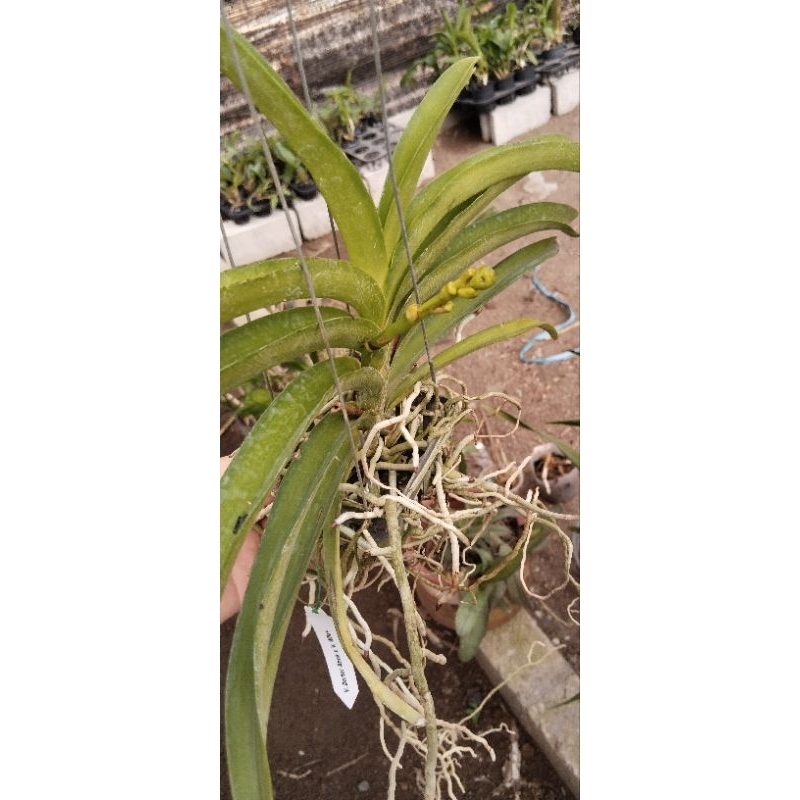 Vanda dewasa spike/knop