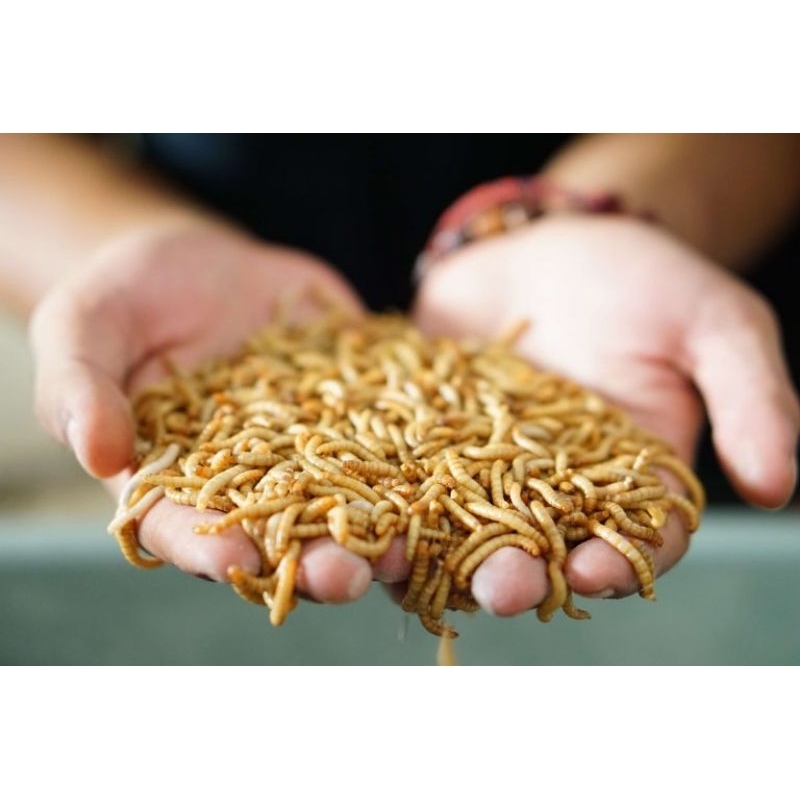 ulat Hongkong pakan burung 100 gram