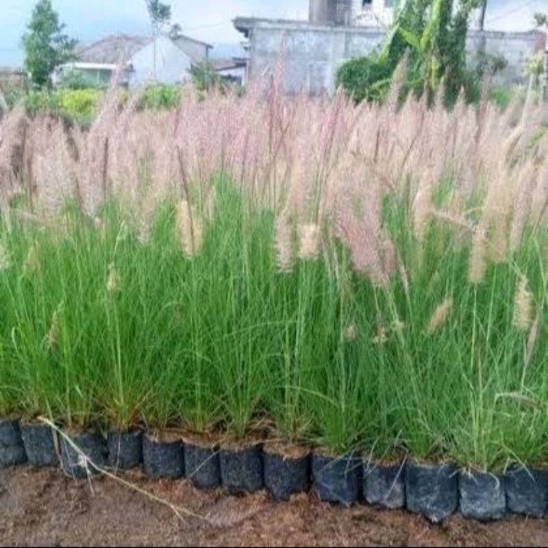 TANAMAN ALANG-ALANG EKOR KUDA/POHON EKOR KUDA