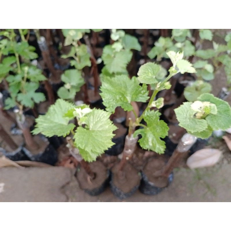 bibit anggur Jupiter manis berbunga lebat