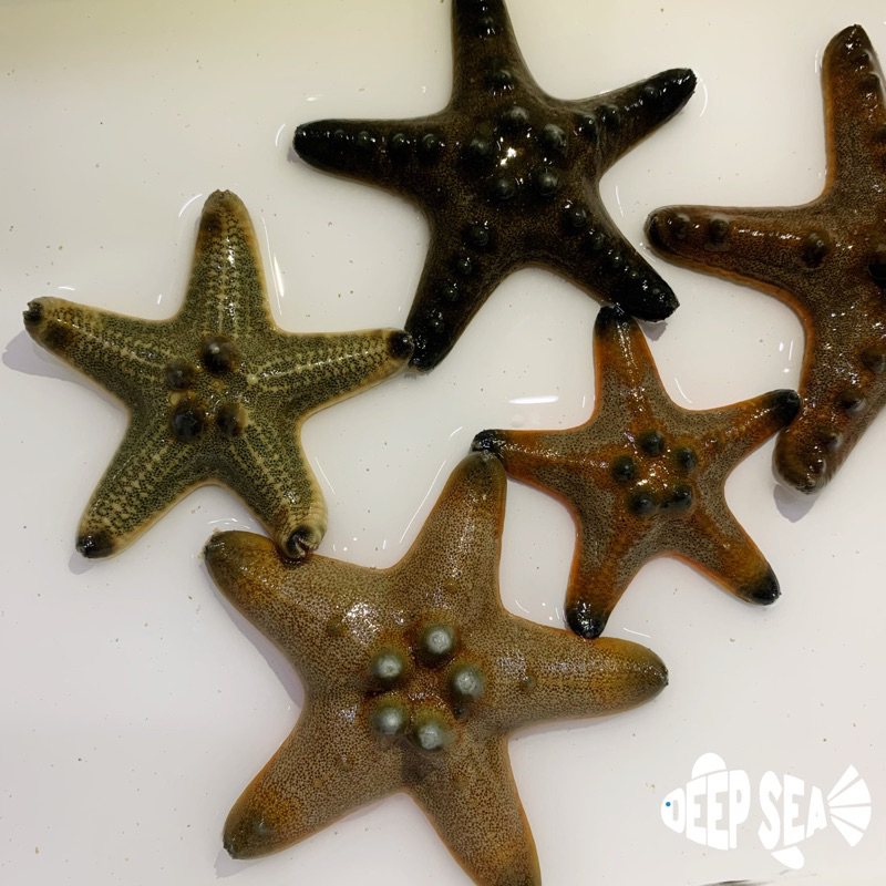 Ikan Hias Air Laut Bintang Laut Jendral