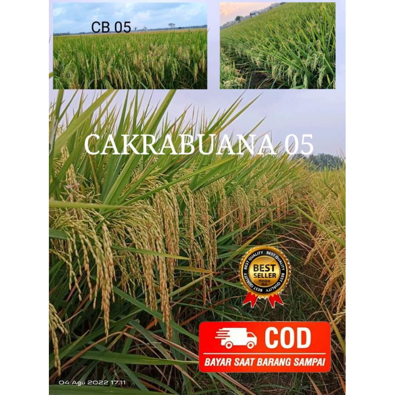 Benih padi CAKRABUANA 05 kemasan 5 kg