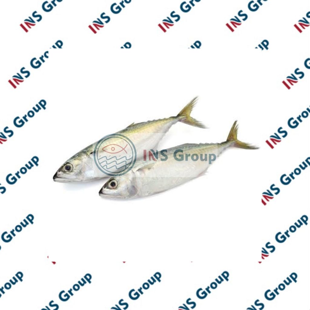 

Ikan Kembung Banjar Fresh / Ikan kembung segar