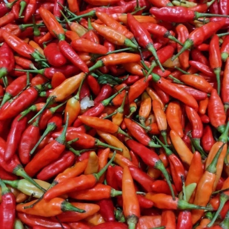 

cabe rawit asli pedas