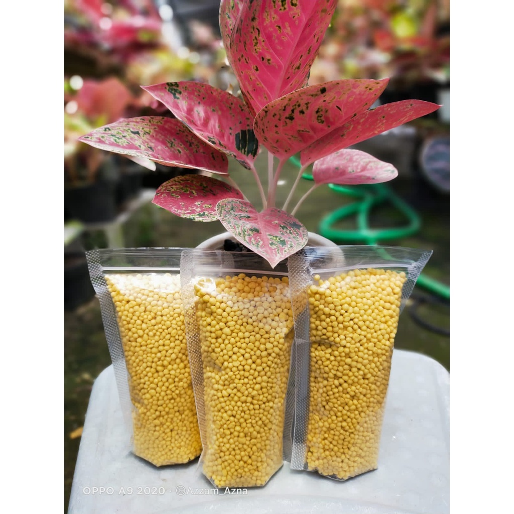 PUPUK ALGONEMA | pupuk premium slow release russel cote pupuk osmocote aglonema