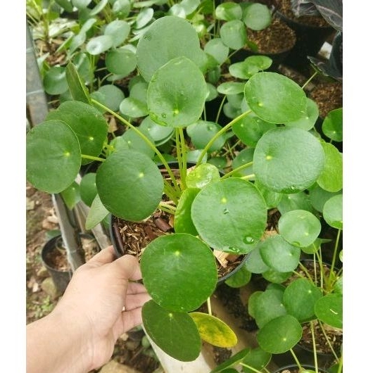 tanaman hias pilea peperomioides - chinese money