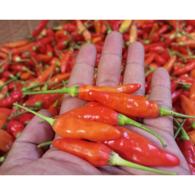 

Super Promo cabe rawit merah ORI / cabai rawit merah 500 gr super