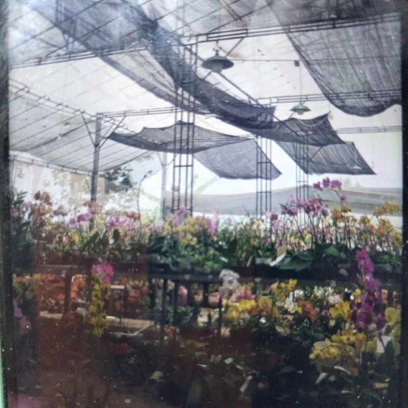 dendro bangkok dewasa