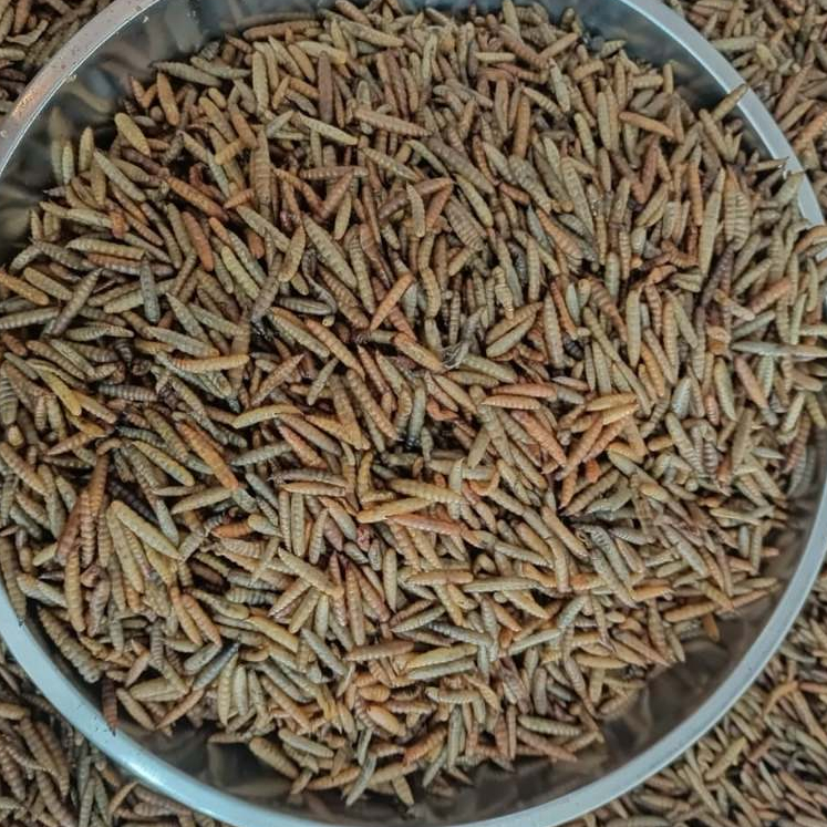 Maggot Kering BSF Magot Bukan Ulat Hongkong Pakan Ikan Hias Predator Suplemen Alternatif Berat 20 gr