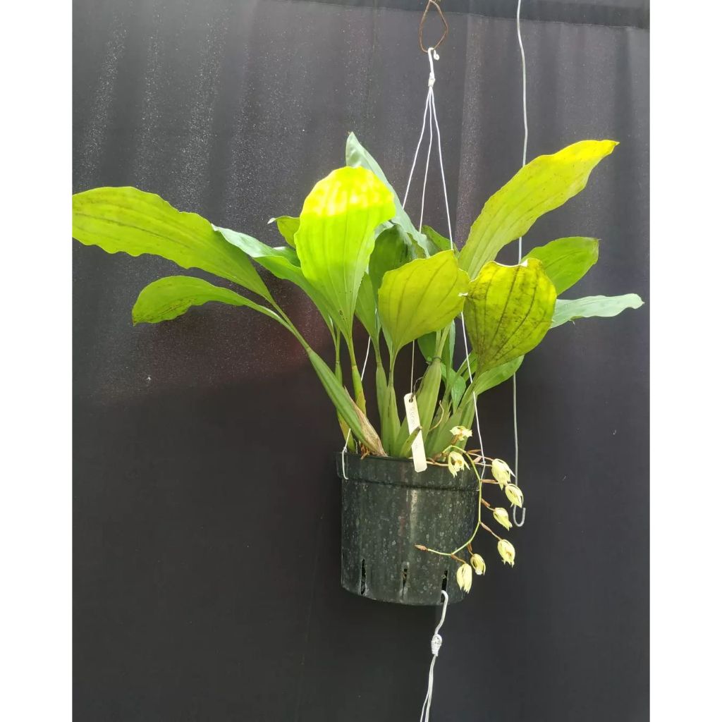 Anggrek dewasa coellogyne rocuseni hidup satu rumpun