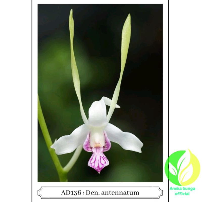 BUNGA ANGGREK DENDROBIUM ANTENNATUM / TANAMAN HIAS POHON SEEDLING ANGGREK DENDROBIUM KERITING