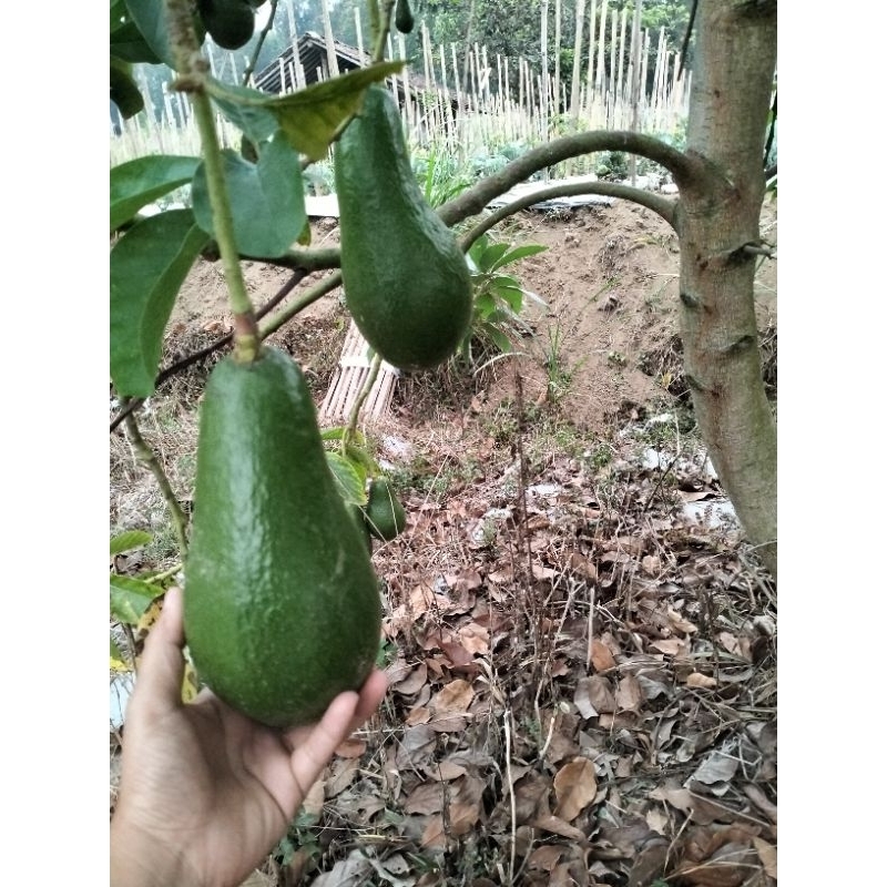 

buah alpukat /kg