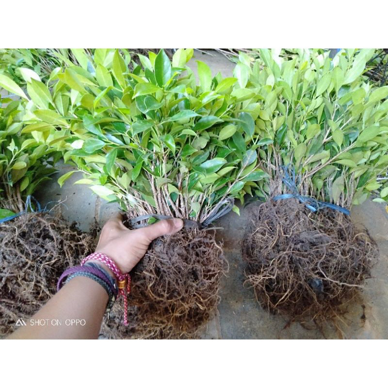 Kimeng bibit murah paket 20 batang