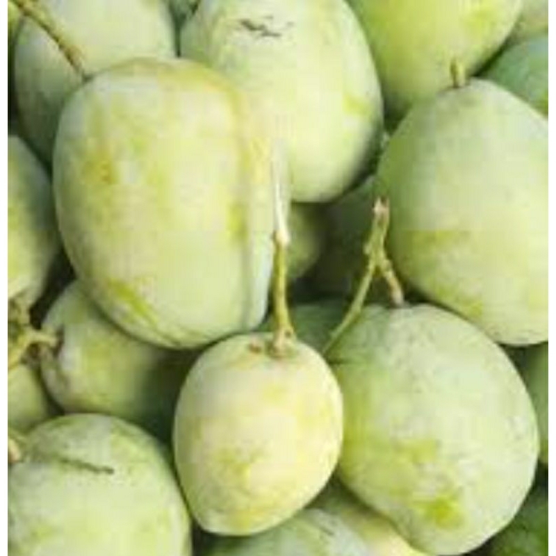 

mangga cengkir 500