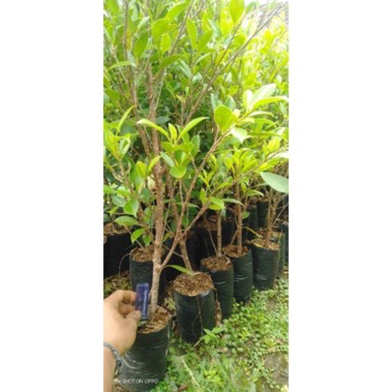 Kimeng cangkok besar