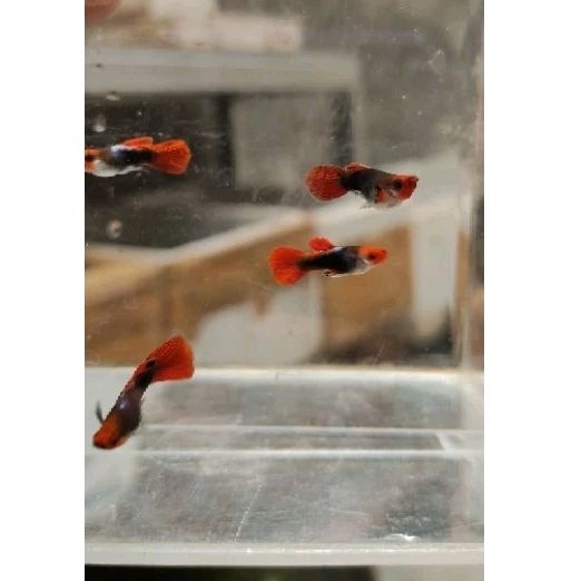 HiasanAquarium Guppy Tuxedo Koi ShortBody
