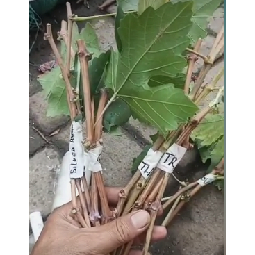 ENTRES BIBIT BUAH ANGGUR IMPOR LANGSUNG DARI PERKEBUAN 1PAKET ISI 30 BATANG BISA DI CAMPUR 4 JENIS