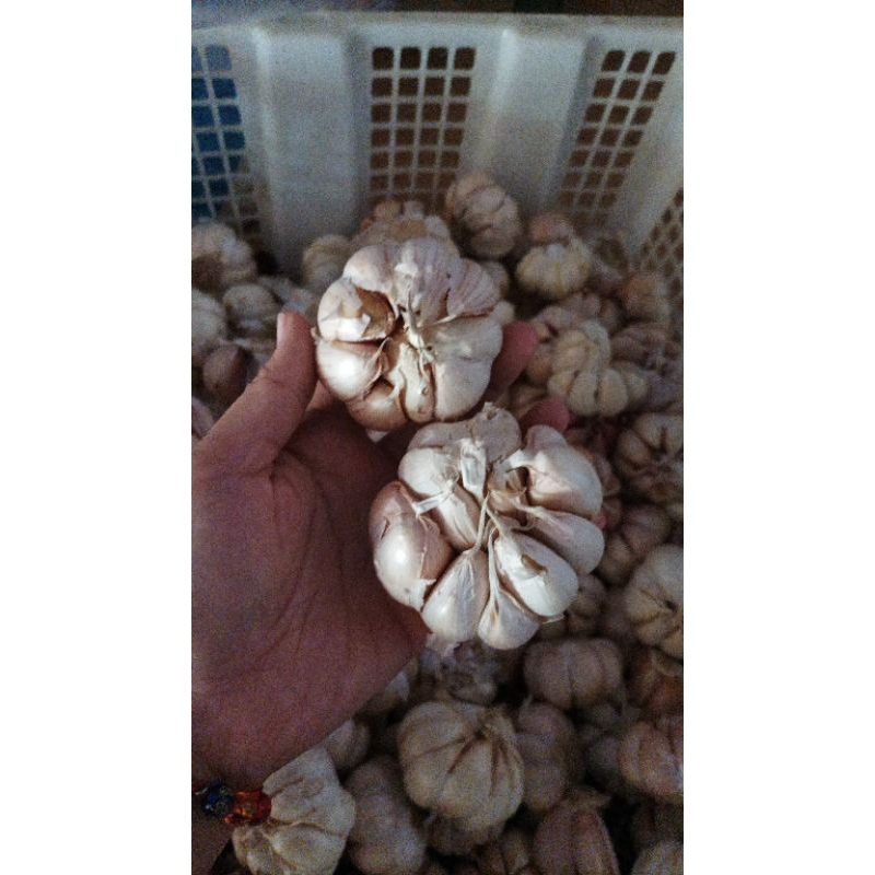 

BAWANG PUTIH 500GR