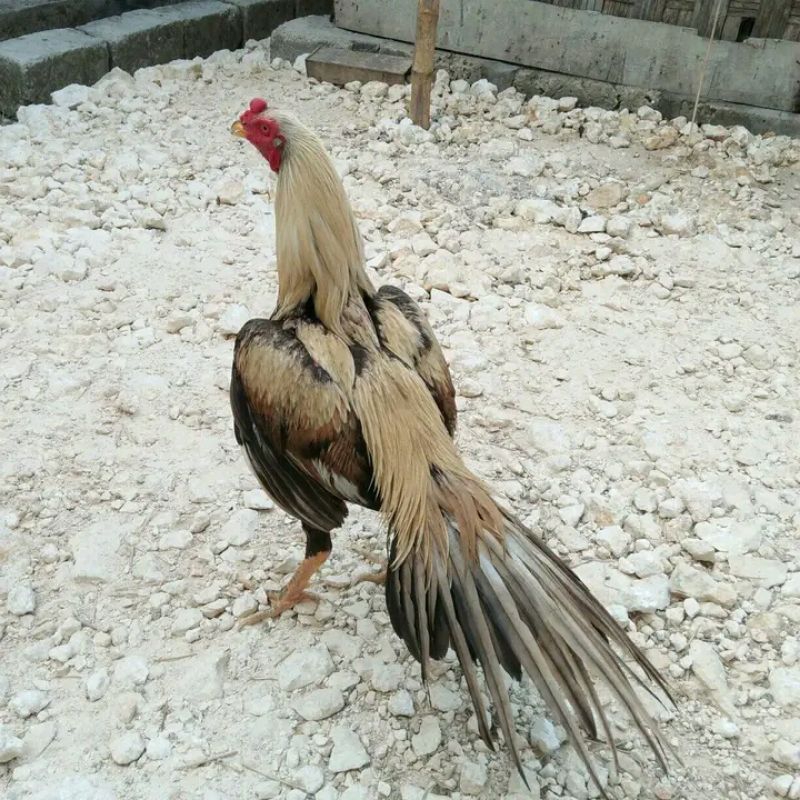 

TELUR FERTIL EKOR LIDI (FRESH SORTIR TERBAIK)