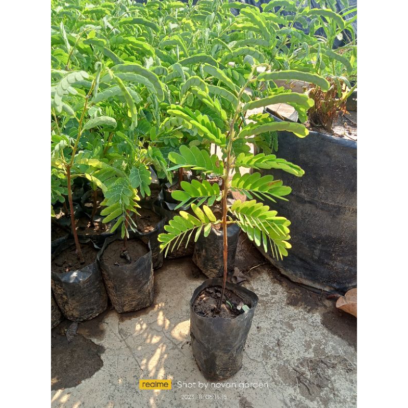 bibit asam jawa | bibit asem jowo | bibit siap tanam | asem jawa