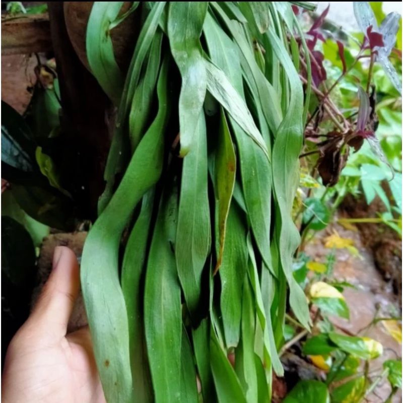 Kumpai dasi anggrek rumbai tirai langka