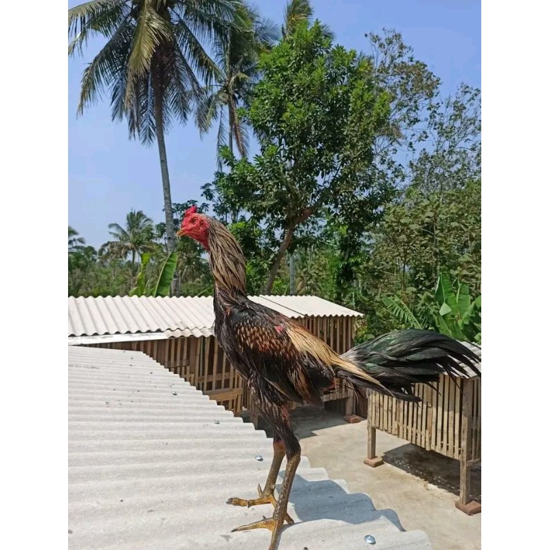 

AYAM PAMA ( TELUR FERTIL FRESH KRANDAH JELAS )