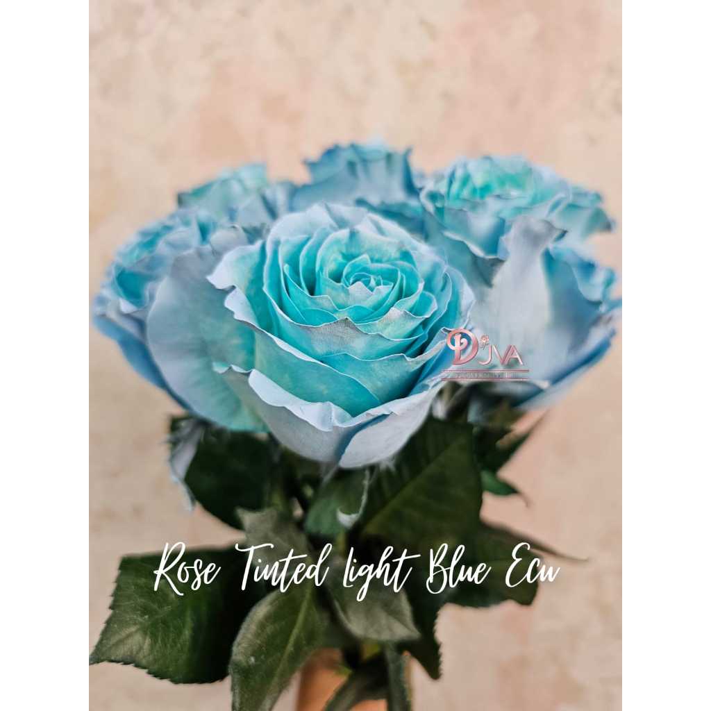 Bunga Potong/Bunga Segar/Fresh Flower Rose Import Tinted Light Blue Ecuador Dekorasi Bunga Hias
