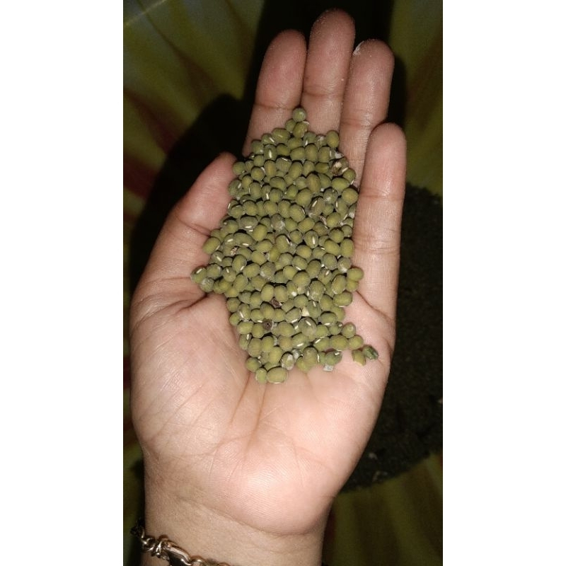 

☁︎PRODUK PETANI☁︎ Kacang hijau lokal 2 kg murah - hasil panen langsung dari petani