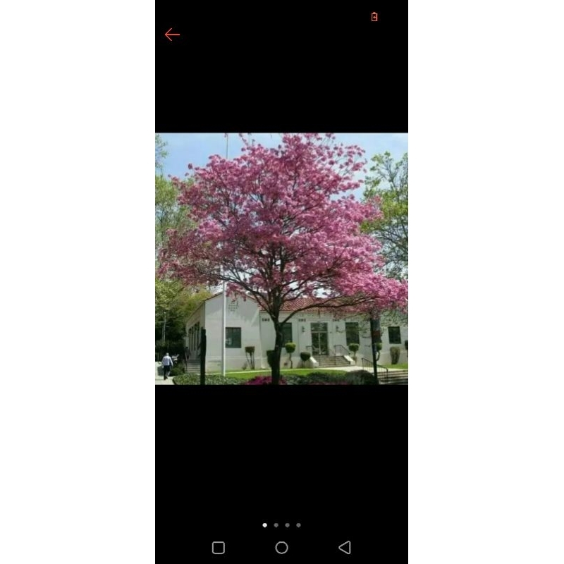 TANAMAN HIAS TABEBUYA 2 METER BUNGA PINK