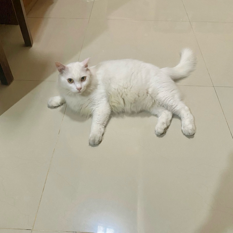 Kucing Anggora Turkish