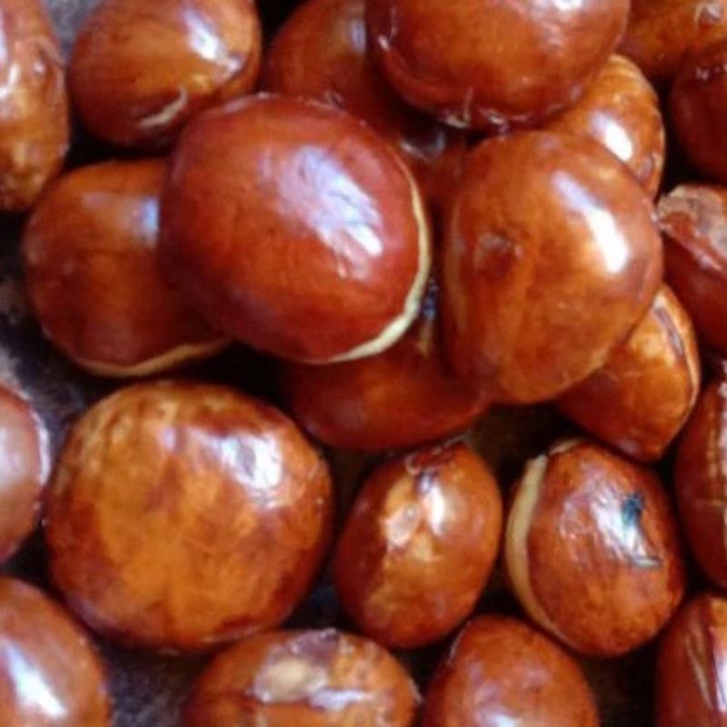 

Dgrosir Jengkol Tua PULEN 500gr