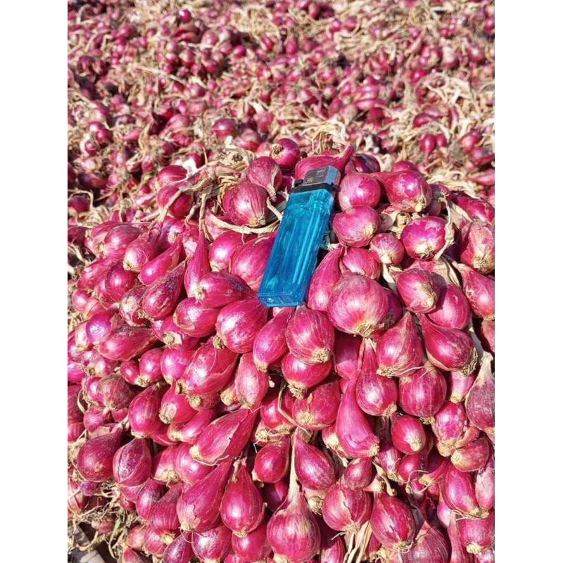 

BAWANG MERAH BREBESS Murahh(500g)