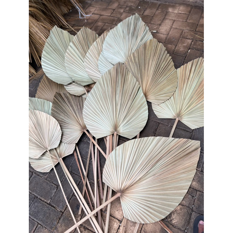 TERMURAH PALEM MINI | palem sadeng dekorasi rustic