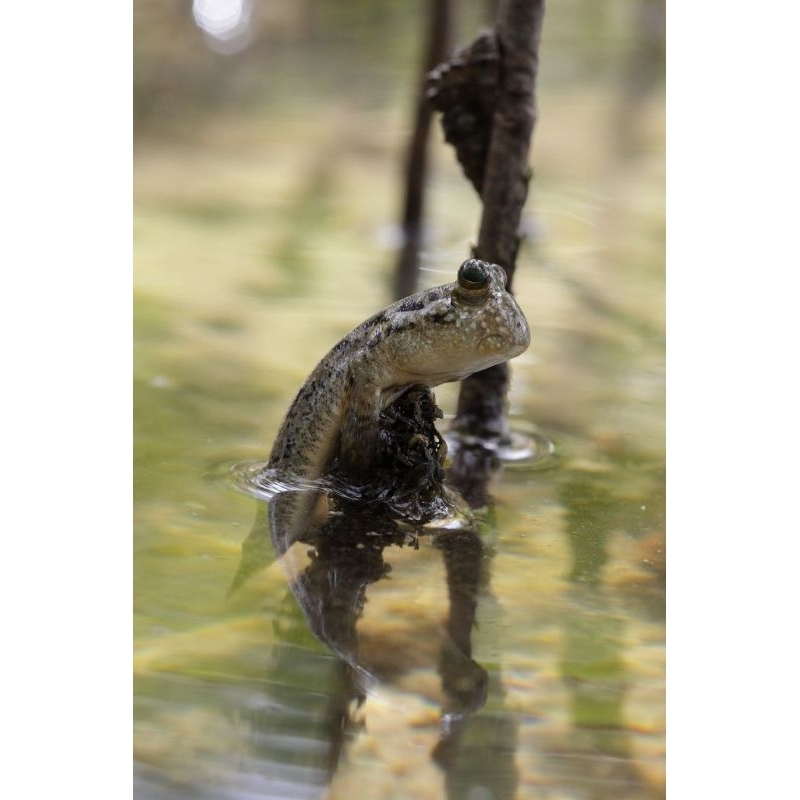 mudskipper ikan glodok / blodok mudskiper