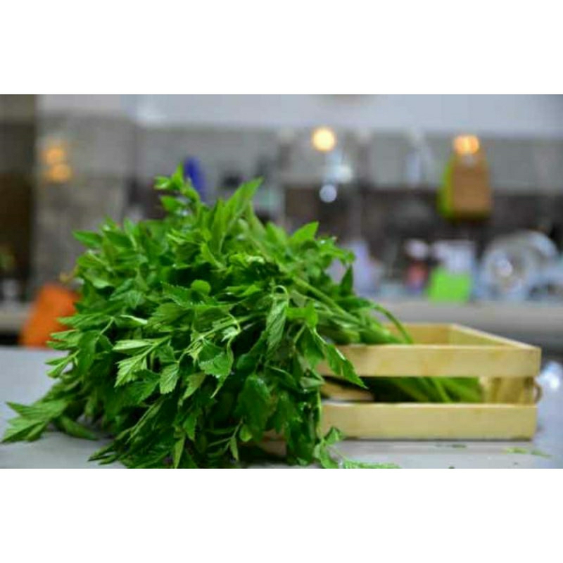 

Daun tespong sladren segarr 500gram