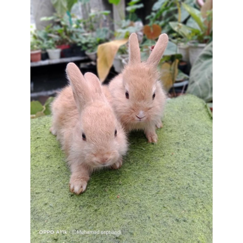 kelinci lokal /kelinci hidup (satu pasang)