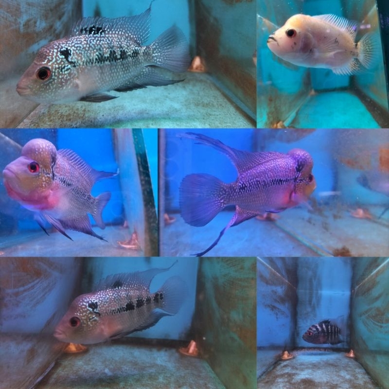 Lohan jenong / cilnong  boom head louhan golden base lohan SRD