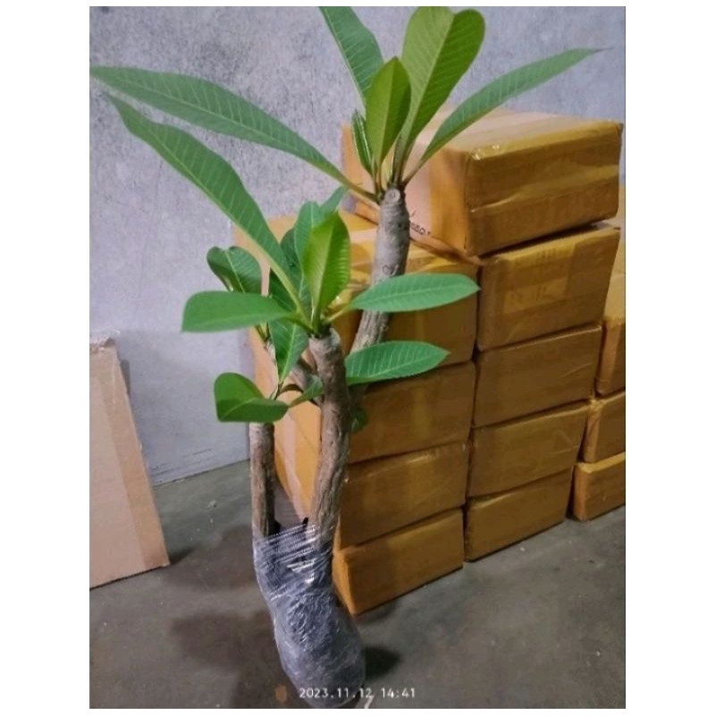 pohon Kamboja Bali,Kamboja bali