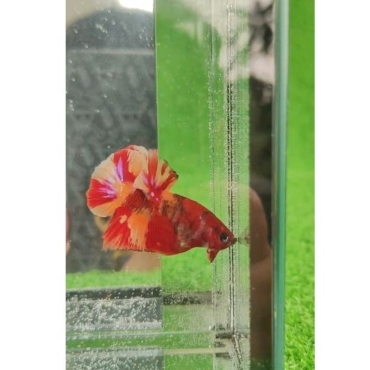 Cupang Multicolor Aksen Leopard