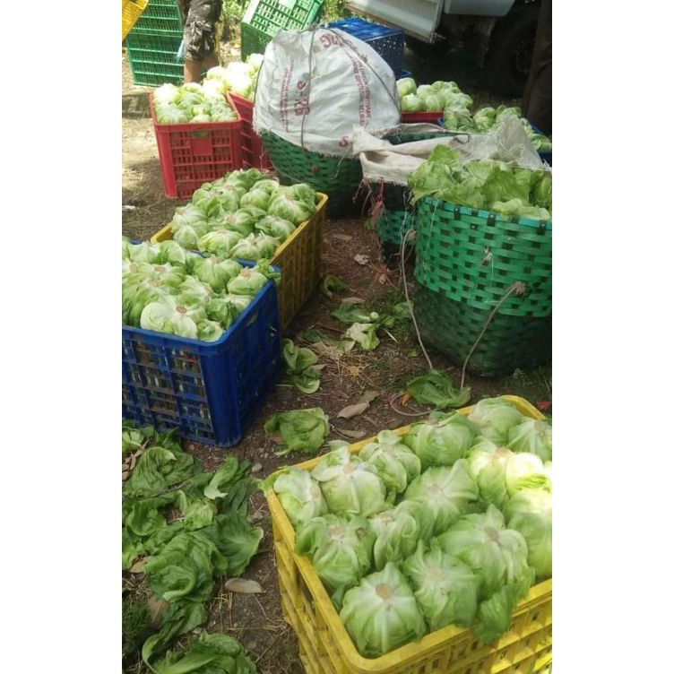 

SAYURAN LETUCE 500GRAM