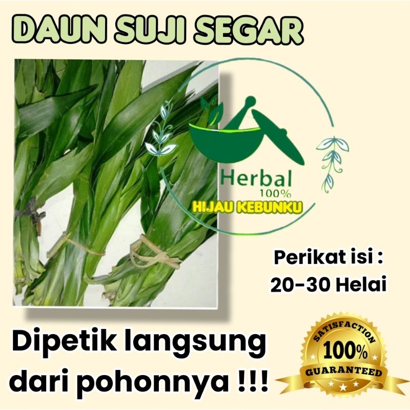 

Daun Suji Segar Langsung Petik isi 30 Helai