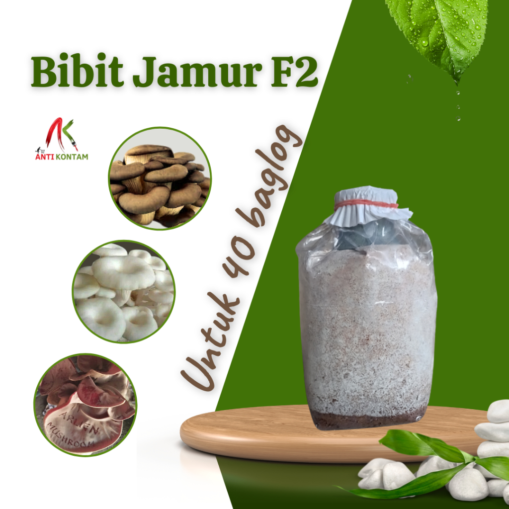Bibit Jamur F2 Tiram Putih Coklat Kuping