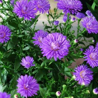 Tanaman Hias Bunga Aster Pikok, Bunga Aster Ungu