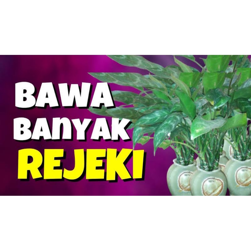 ID TANAMAN HIAS SRI REJEKI / TANAMAN AGKONEMA HOKI