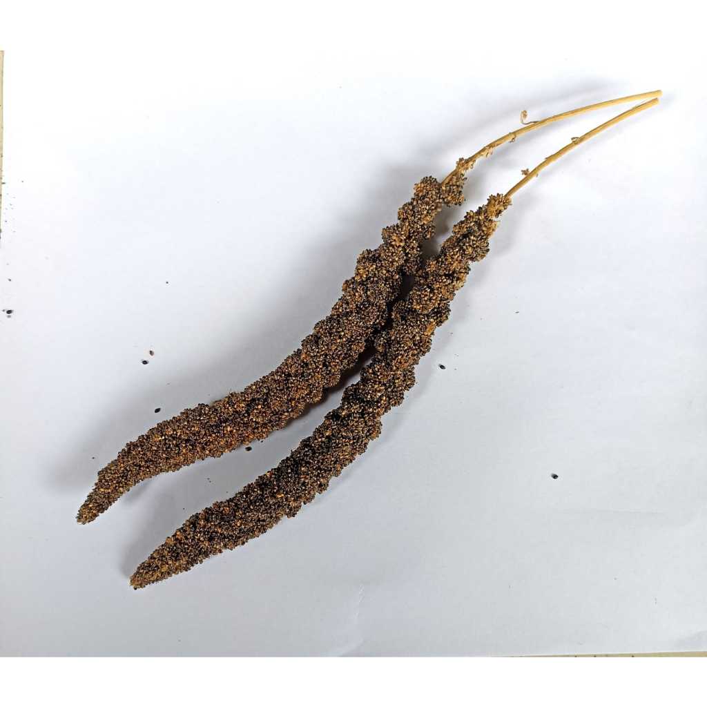 2 tangkai (2 pcs) Jewawut Tangkai hitam spray millet foxtail Grosir Pakan Burung, Pakan Hamster