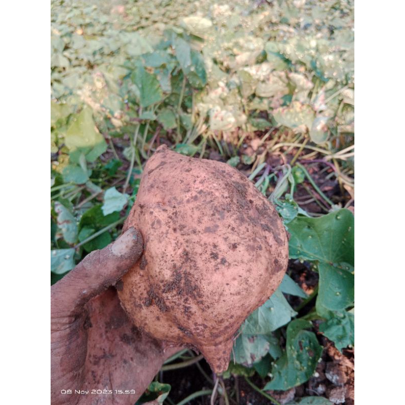 

ubi jalar oren oranye