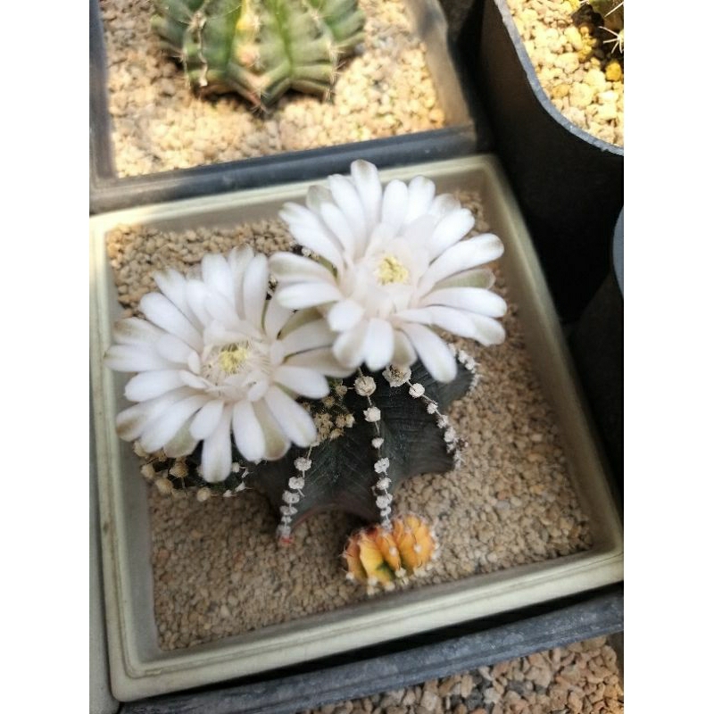 lb hybrid varigata jumbo